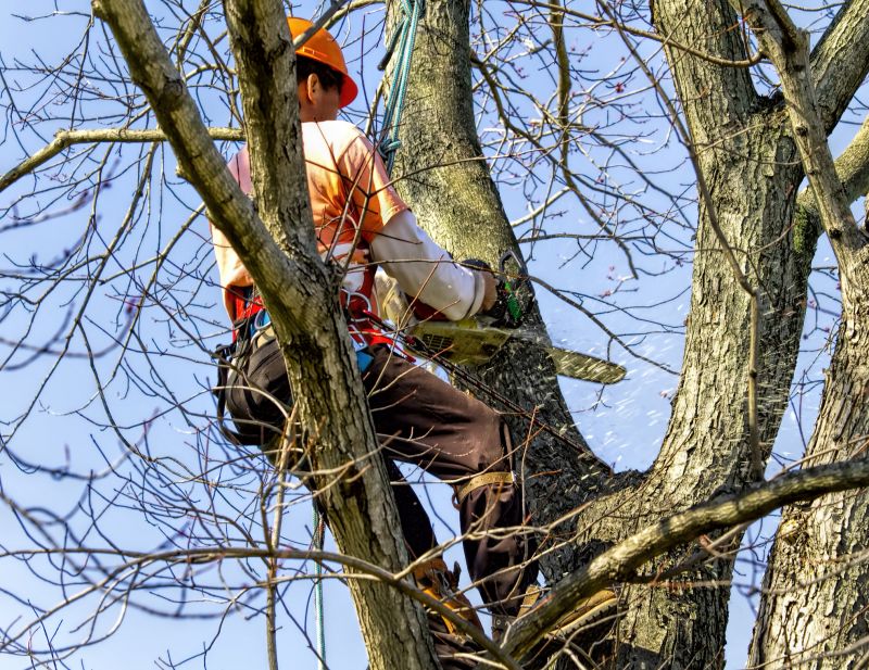 Tree Pruning