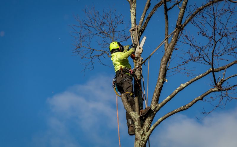 Tree Removal in Progress