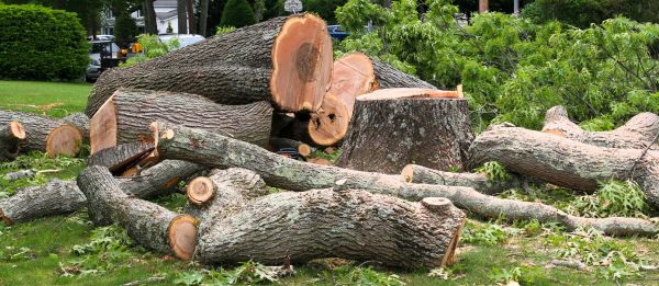 Large Tree Removal in Dubuque