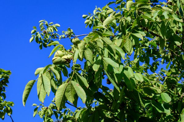 Walnut Tree Removal in Dubuque