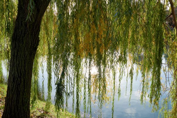 Willow Tree Removal in Dubuque