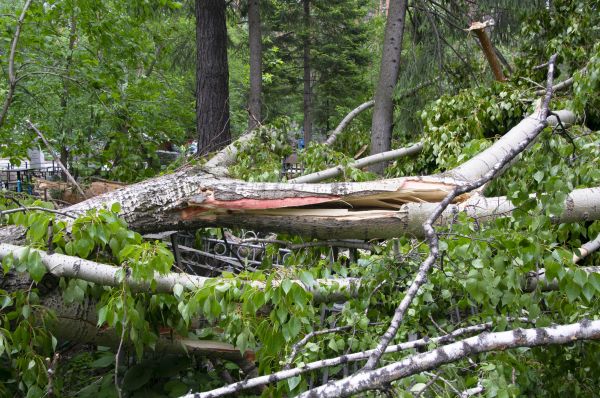 Birch Tree Removal in Dubuque