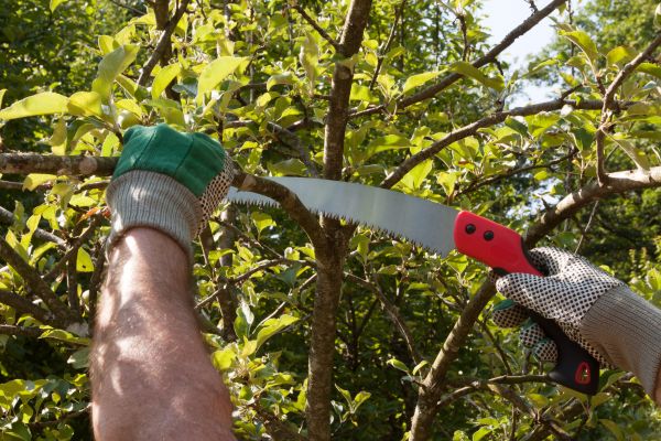 Elm Tree Removal in Dubuque