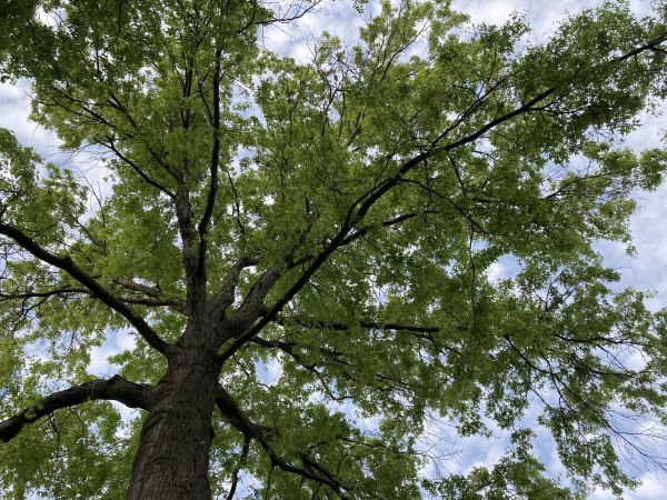 Oak Tree Removal in Dubuque