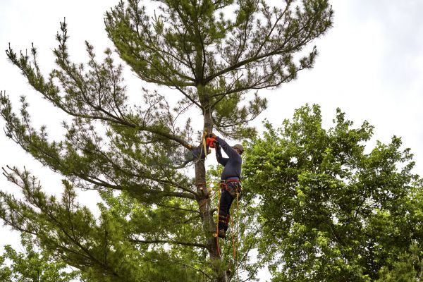 Pine Tree Removal in Dubuque