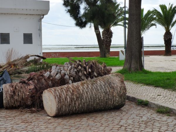 Palm Trees Removal in Dubuque