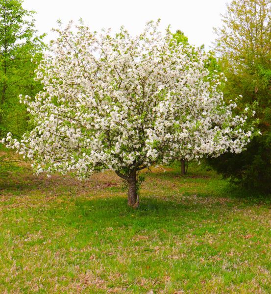 Dogwood Tree Removal in Dubuque