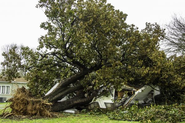 Fallen Tree Removal in Dubuque